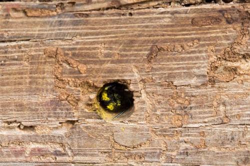 Albină solitară la hotelul de insecte