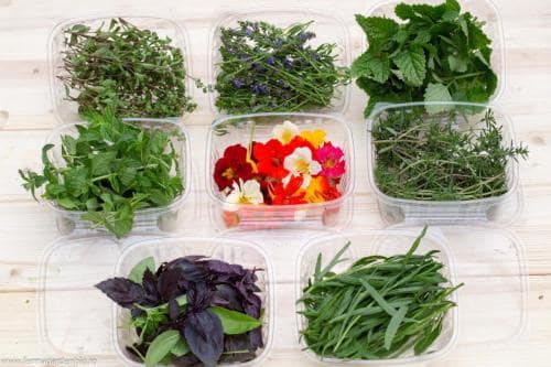 Plante aromatice: roiniță, mentă, isop, lavandă, busuioc, tarhon, salvie, rozmarin, nasturtium etc. 