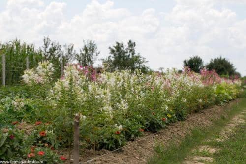 Strat cu cleome și alte flori ce atrag polenizatorii