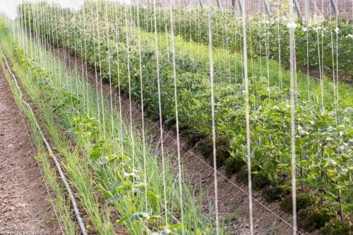 Strat cu salată intercalată între plantele de roșii.