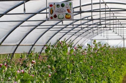 Mazărea din strat fixează azot în sol pe cale naturală prin bacteria Rhizobium