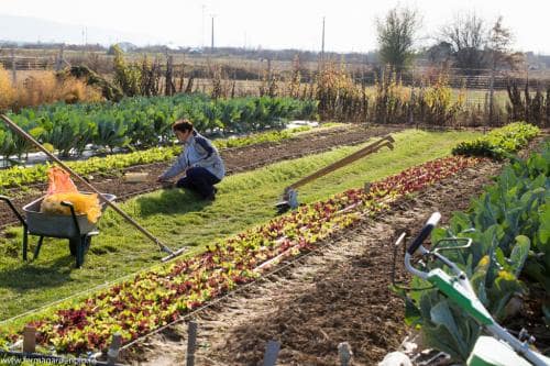 Plantăm usturoiul de toamnă