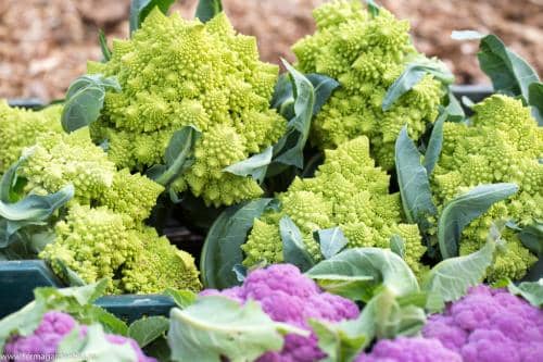 Romanesco