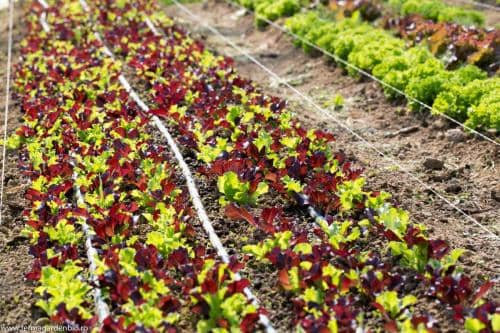 Salata mesclun Five Star 