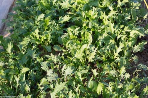 Salată mesclun Ovation