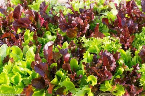 Salata mesclun