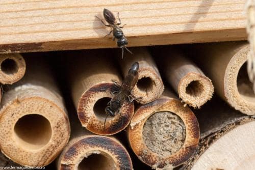 O pereche de viespi paraziți  caută  adăpost la hotelul de insecte