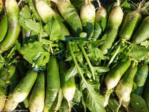 Ridichi de iarnă Green